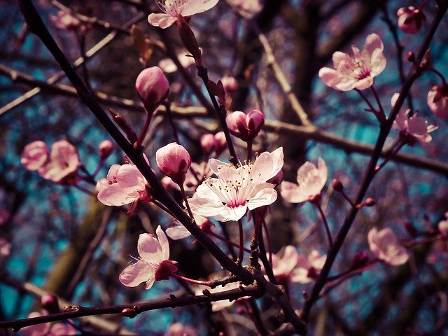 桜にソックリ！外国人が愛する海外の花木が美しい