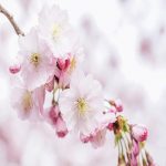エア花見にオススメの高画質の桜動画10選