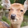 コロナ禍で奈良の鹿が激痩せはデマ？！むしろ健康になっていた