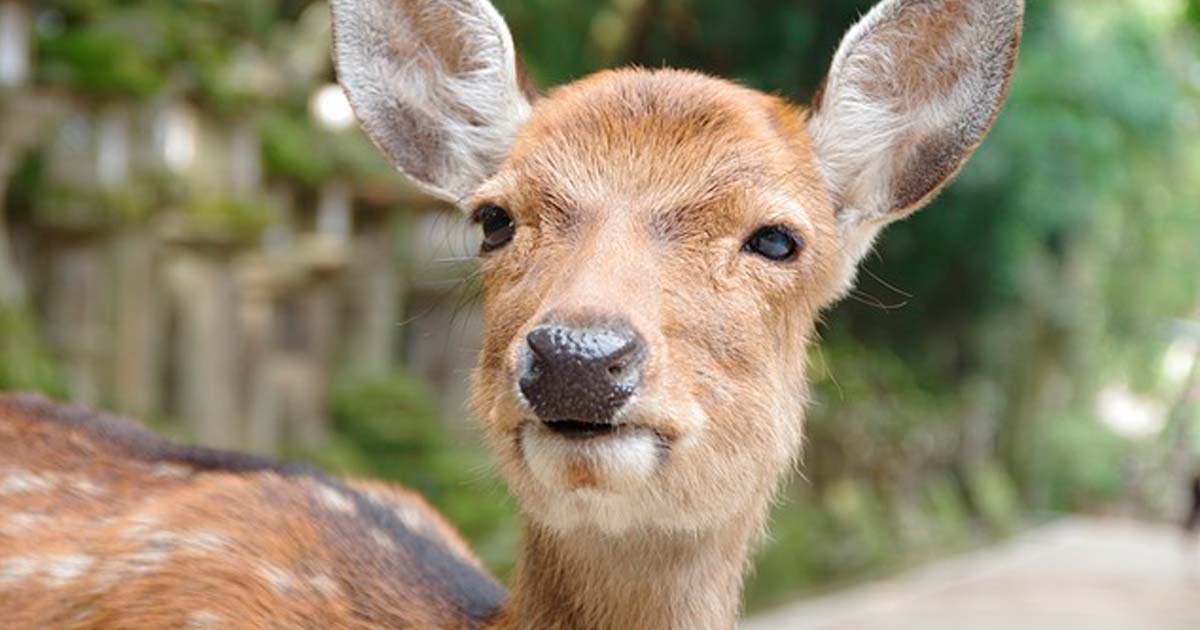 コロナ禍で奈良の鹿が激痩せはデマ？！むしろ健康になっていた